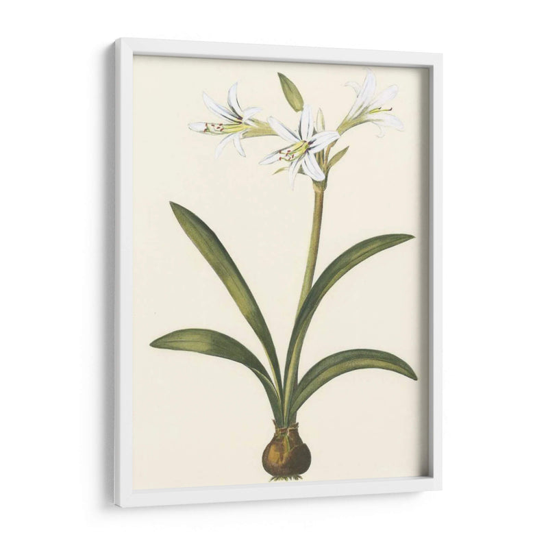 Belladonna Lilies Ii - Vision Studio | Cuadro decorativo de Canvas Lab