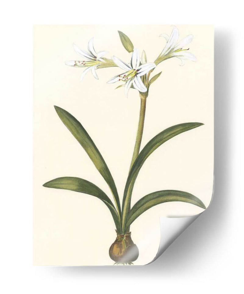 Belladonna Lilies Ii - Vision Studio | Cuadro decorativo de Canvas Lab