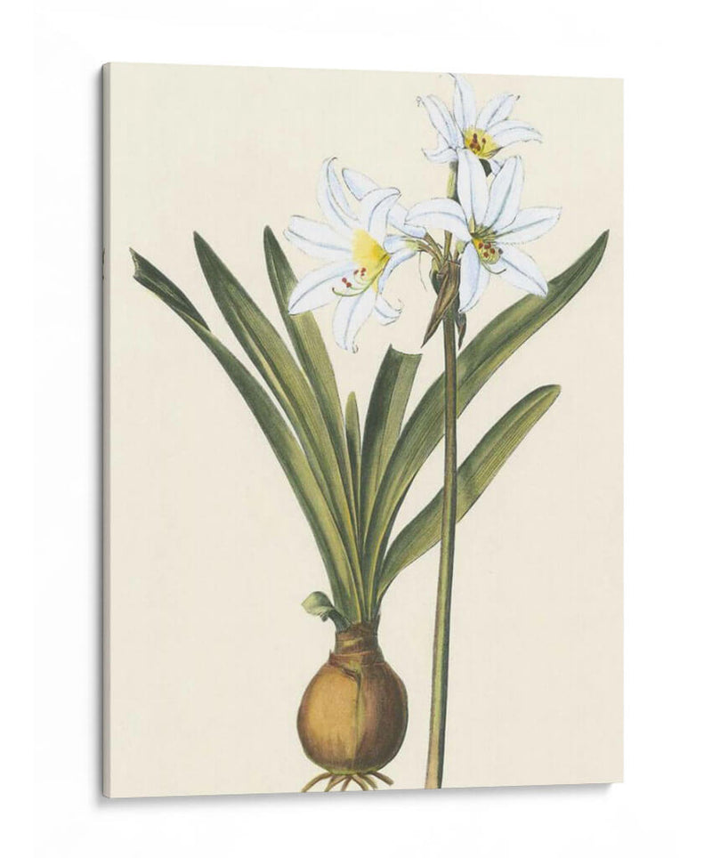 Belladonna Lilies Iii - Vision Studio | Cuadro decorativo de Canvas Lab