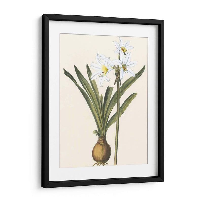 Belladonna Lilies Iii - Vision Studio | Cuadro decorativo de Canvas Lab