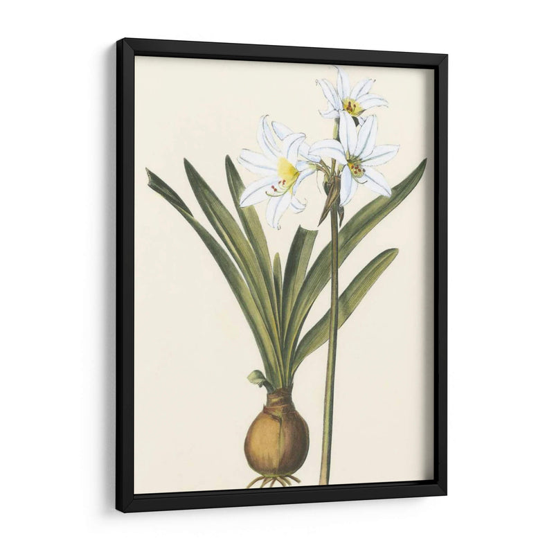 Belladonna Lilies Iii - Vision Studio | Cuadro decorativo de Canvas Lab