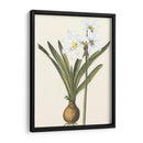 Belladonna Lilies Iii - Vision Studio | Cuadro decorativo de Canvas Lab