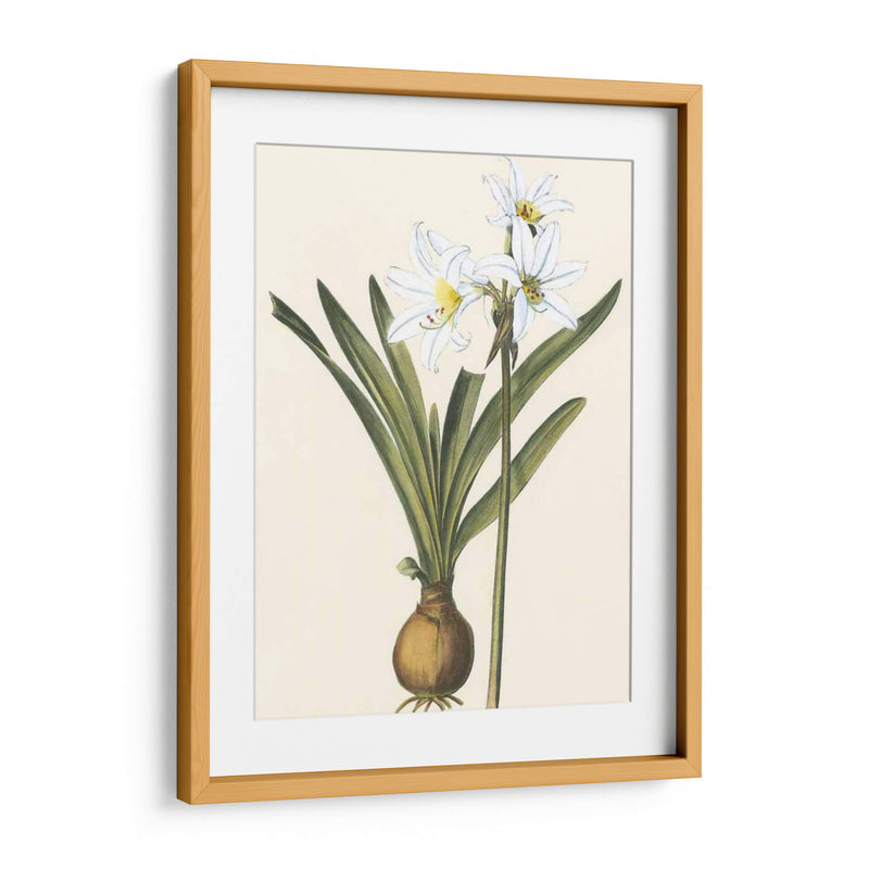 Belladonna Lilies Iii - Vision Studio | Cuadro decorativo de Canvas Lab