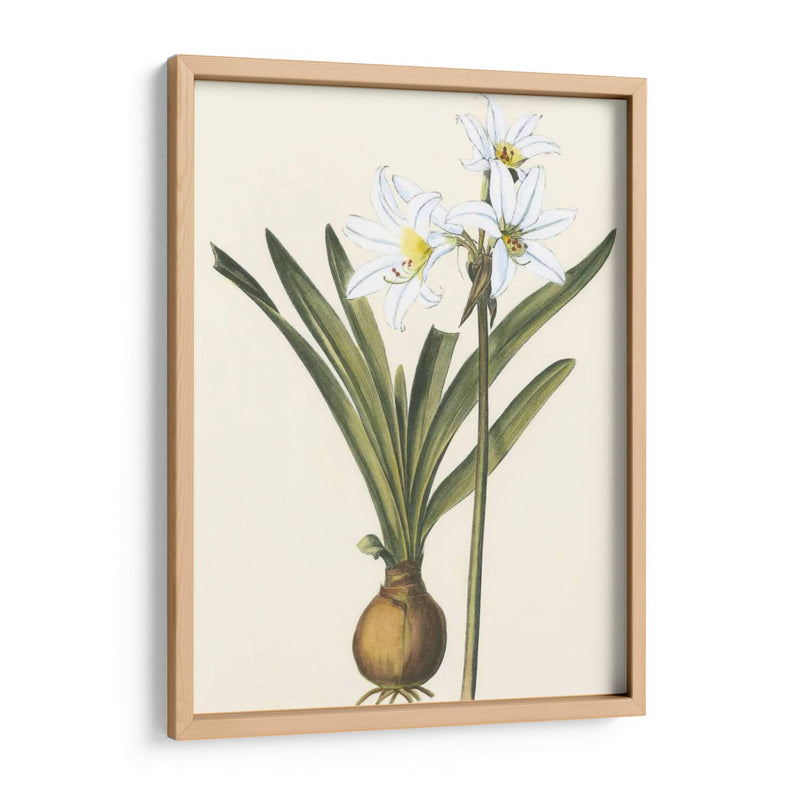 Belladonna Lilies Iii - Vision Studio | Cuadro decorativo de Canvas Lab