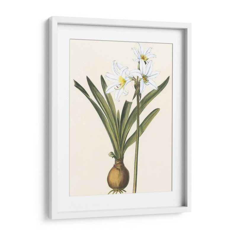 Belladonna Lilies Iii - Vision Studio | Cuadro decorativo de Canvas Lab