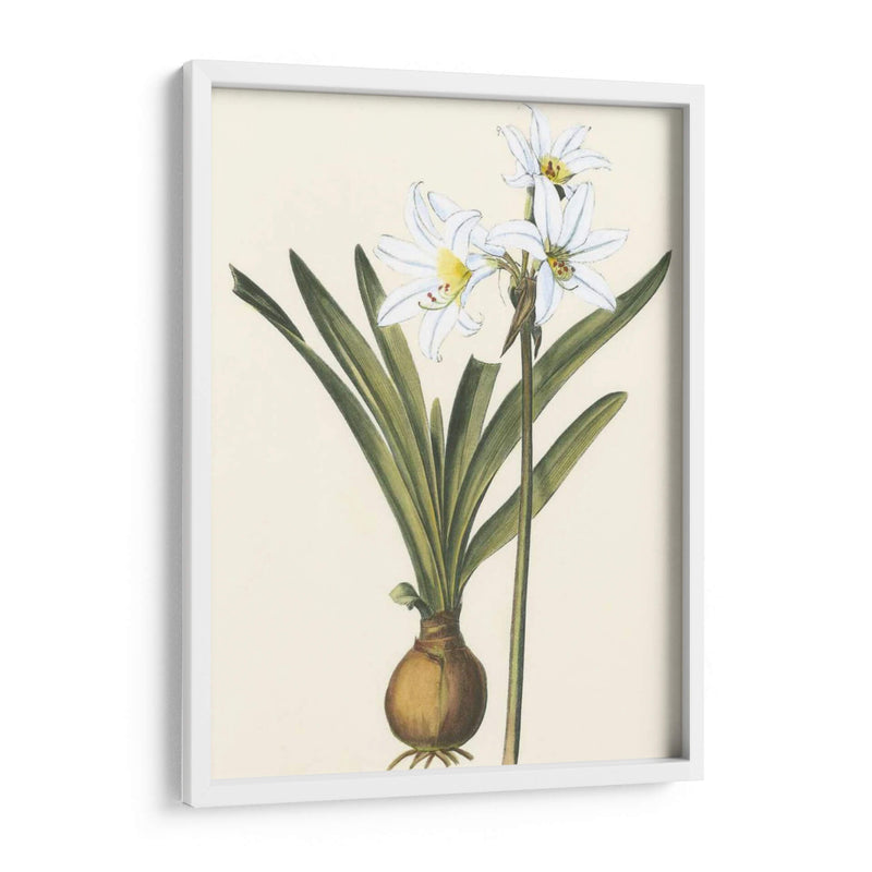 Belladonna Lilies Iii - Vision Studio | Cuadro decorativo de Canvas Lab