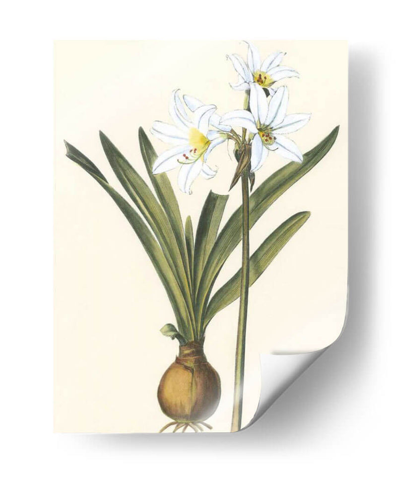 Belladonna Lilies Iii - Vision Studio | Cuadro decorativo de Canvas Lab