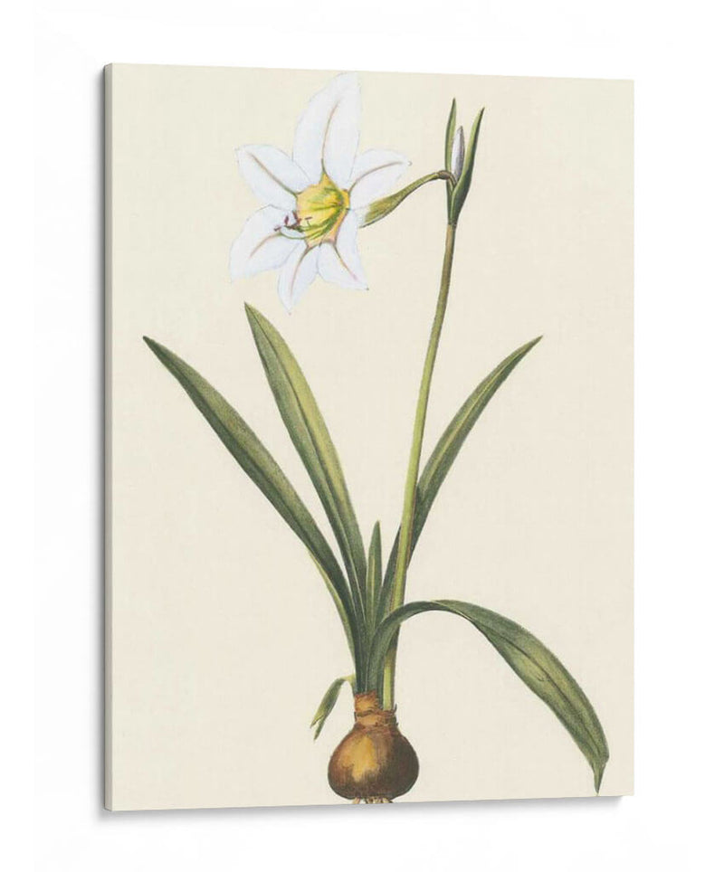 Belladonna Lilies Iv - Vision Studio | Cuadro decorativo de Canvas Lab