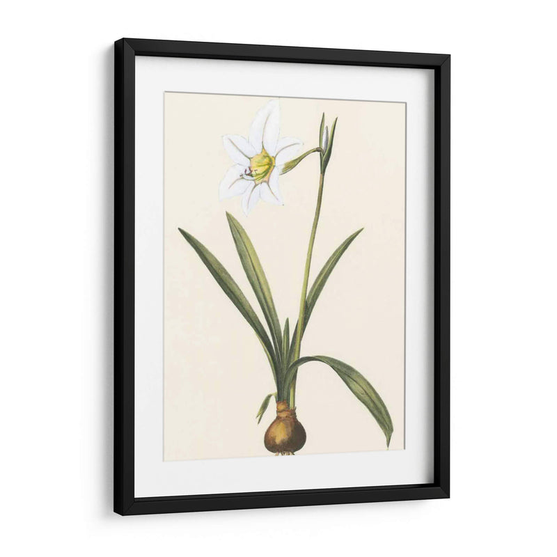 Belladonna Lilies Iv - Vision Studio | Cuadro decorativo de Canvas Lab