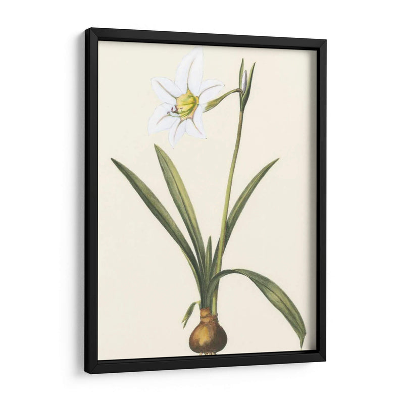 Belladonna Lilies Iv - Vision Studio | Cuadro decorativo de Canvas Lab