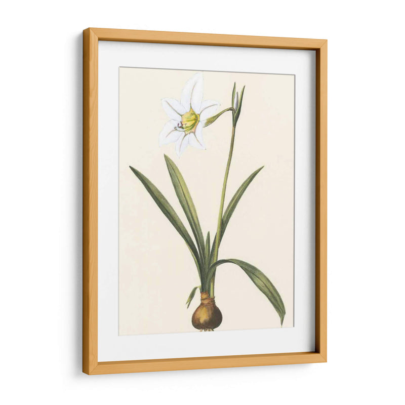 Belladonna Lilies Iv - Vision Studio | Cuadro decorativo de Canvas Lab