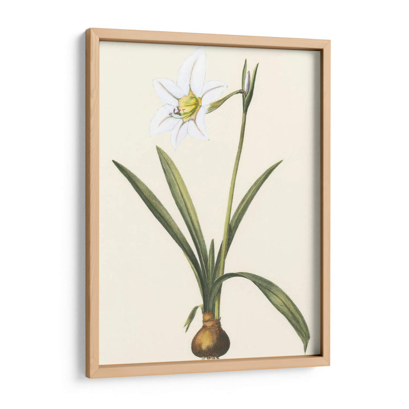 Belladonna Lilies Iv - Vision Studio | Cuadro decorativo de Canvas Lab