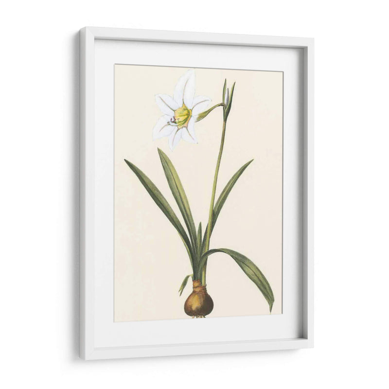 Belladonna Lilies Iv - Vision Studio | Cuadro decorativo de Canvas Lab