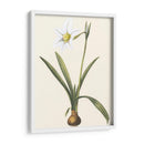 Belladonna Lilies Iv - Vision Studio | Cuadro decorativo de Canvas Lab