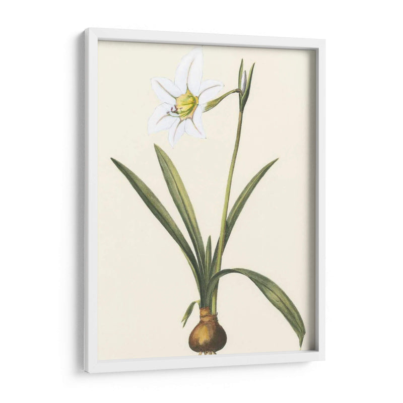 Belladonna Lilies Iv - Vision Studio | Cuadro decorativo de Canvas Lab