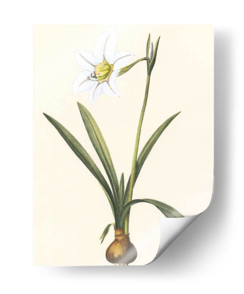 Belladonna Lilies Iv - Vision Studio | Cuadro decorativo de Canvas Lab