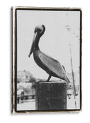 Perch De Pelican - Laura DeNardo | Cuadro decorativo de Canvas Lab