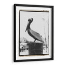 Perch De Pelican - Laura DeNardo | Cuadro decorativo de Canvas Lab