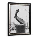 Perch De Pelican - Laura DeNardo | Cuadro decorativo de Canvas Lab