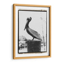 Perch De Pelican - Laura DeNardo | Cuadro decorativo de Canvas Lab