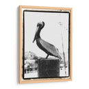 Perch De Pelican - Laura DeNardo | Cuadro decorativo de Canvas Lab