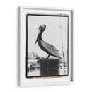 Perch De Pelican - Laura DeNardo | Cuadro decorativo de Canvas Lab