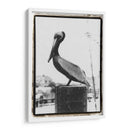 Perch De Pelican - Laura DeNardo | Cuadro decorativo de Canvas Lab