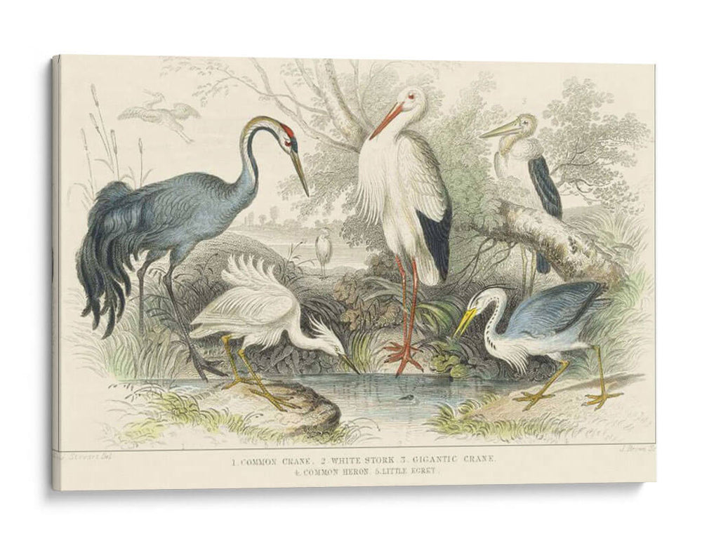 Garzas, Garcetas Y Grúas - J. Stewart | Cuadro decorativo de Canvas Lab