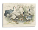 Garzas, Garcetas Y Grúas - J. Stewart | Cuadro decorativo de Canvas Lab