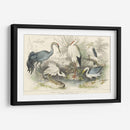 Garzas, Garcetas Y Grúas - J. Stewart | Cuadro decorativo de Canvas Lab