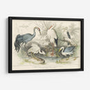 Garzas, Garcetas Y Grúas - J. Stewart | Cuadro decorativo de Canvas Lab