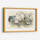 Garzas, Garcetas Y Grúas - J. Stewart | Cuadro decorativo de Canvas Lab