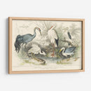 Garzas, Garcetas Y Grúas - J. Stewart | Cuadro decorativo de Canvas Lab
