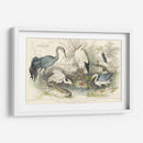 Garzas, Garcetas Y Grúas - J. Stewart | Cuadro decorativo de Canvas Lab