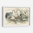 Garzas, Garcetas Y Grúas - J. Stewart | Cuadro decorativo de Canvas Lab