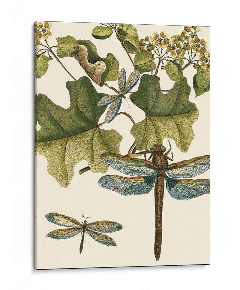 Dragonfly Medley Ii - Vision Studio | Cuadro decorativo de Canvas Lab