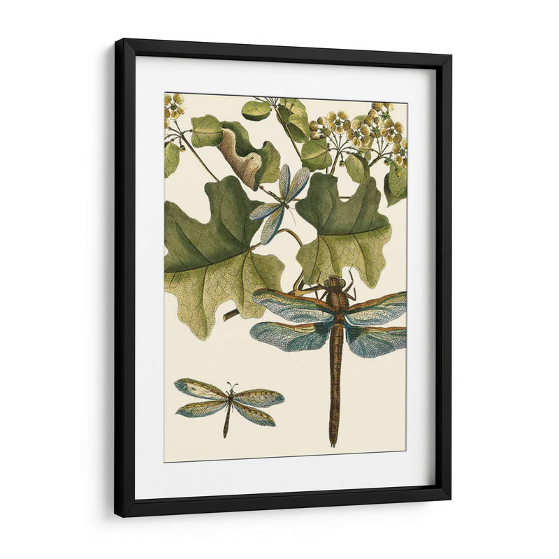 Dragonfly Medley Ii - Vision Studio | Cuadro decorativo de Canvas Lab