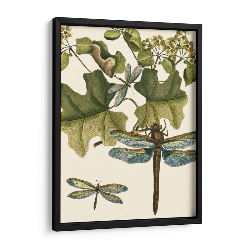 Dragonfly Medley Ii - Vision Studio | Cuadro decorativo de Canvas Lab