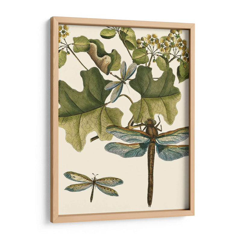 Dragonfly Medley Ii - Vision Studio | Cuadro decorativo de Canvas Lab