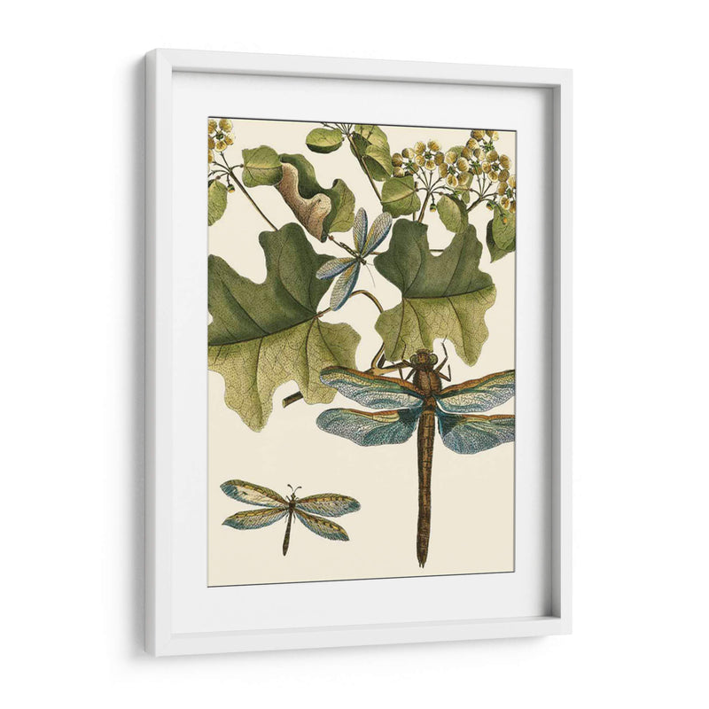 Dragonfly Medley Ii - Vision Studio | Cuadro decorativo de Canvas Lab