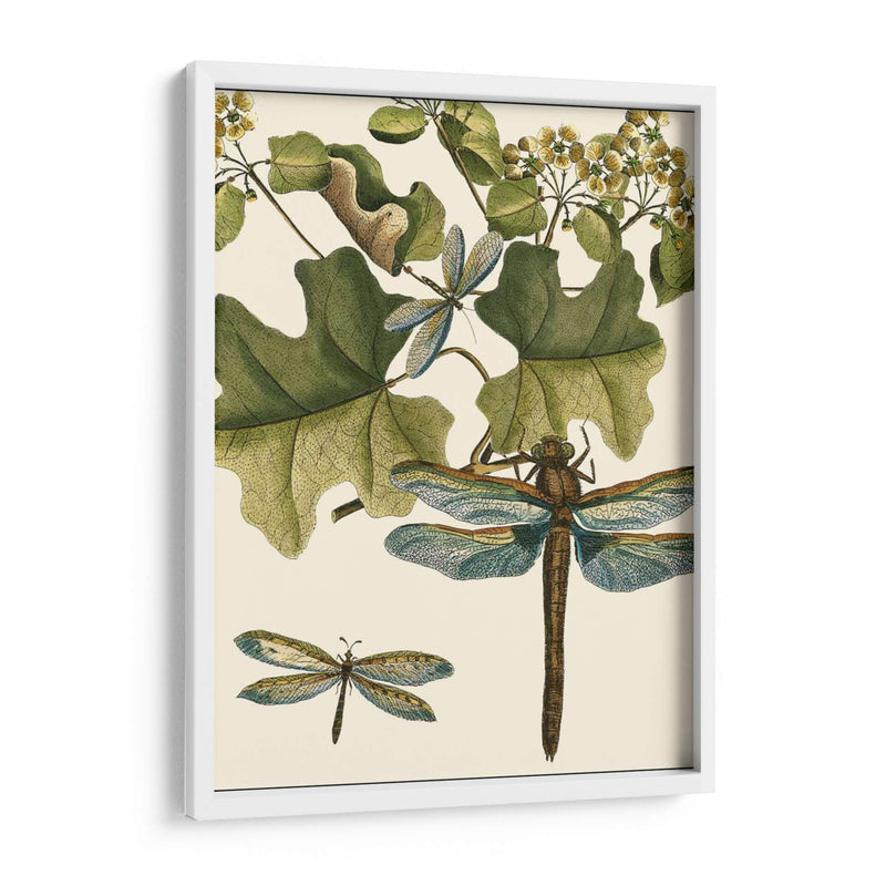 Dragonfly Medley Ii - Vision Studio | Cuadro decorativo de Canvas Lab