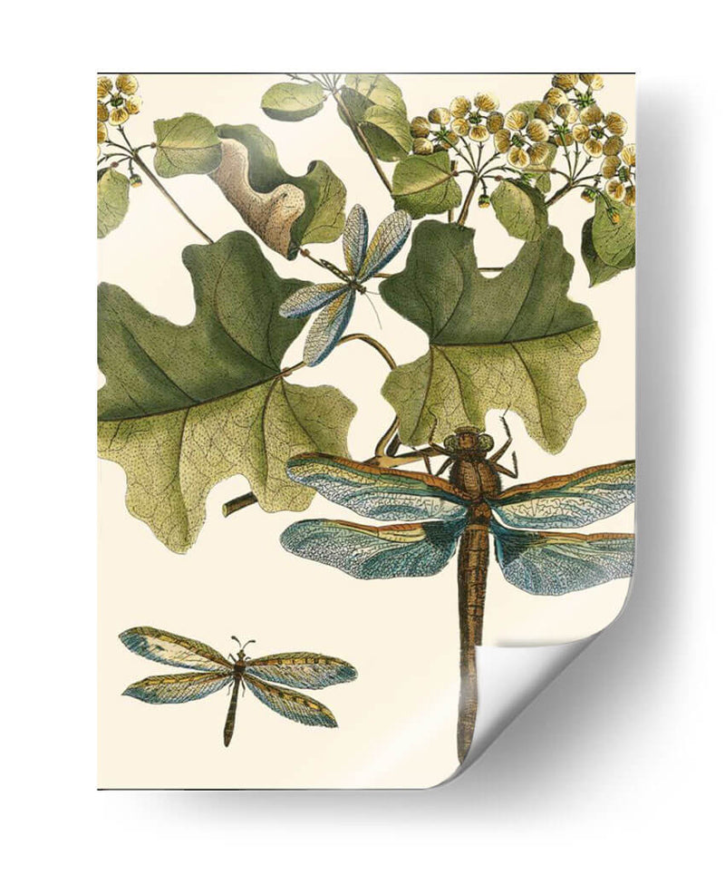 Dragonfly Medley Ii - Vision Studio | Cuadro decorativo de Canvas Lab