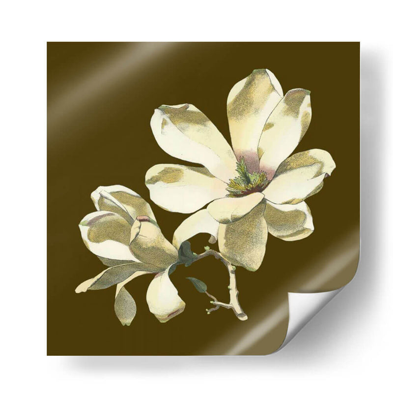 Magnolia En Taupe I | Cuadro decorativo de Canvas Lab