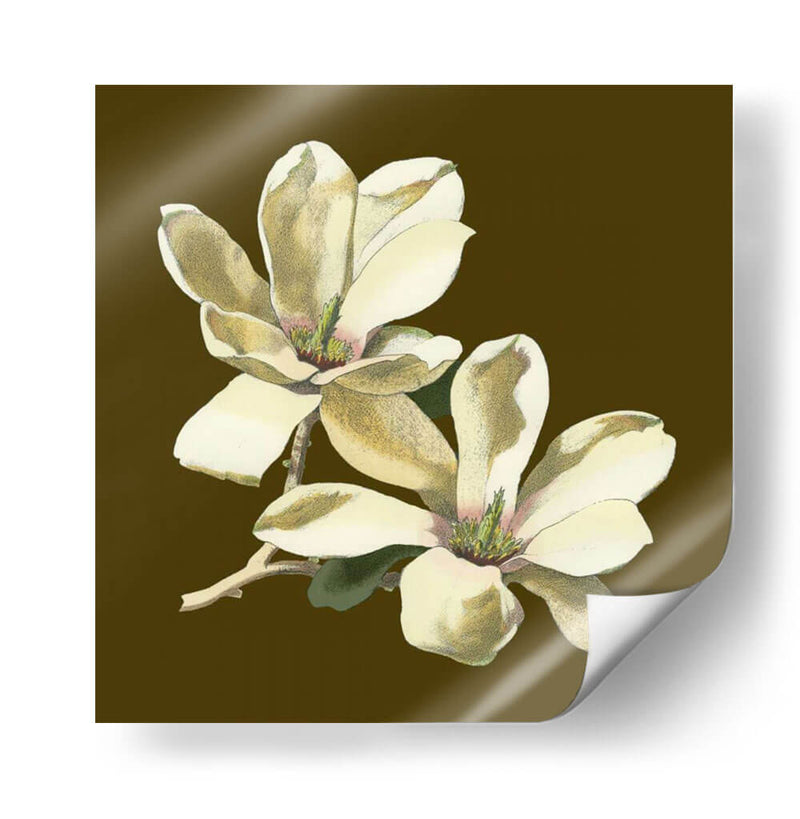 Magnolia En Taupe Ii | Cuadro decorativo de Canvas Lab