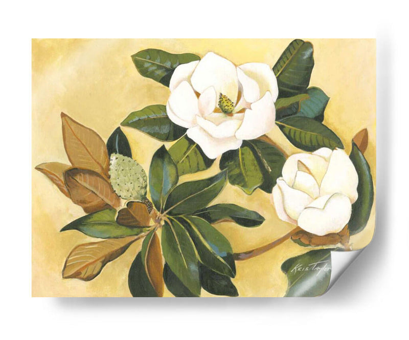 Magnolia Meridional I - Kris Taylor | Cuadro decorativo de Canvas Lab