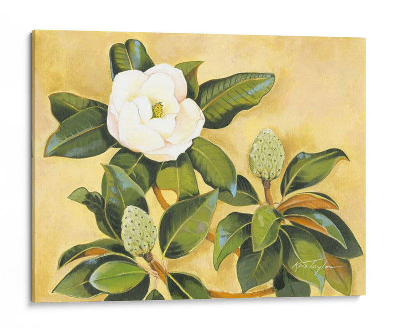 Magnolia Sur - Kris Taylor | Cuadro decorativo de Canvas Lab