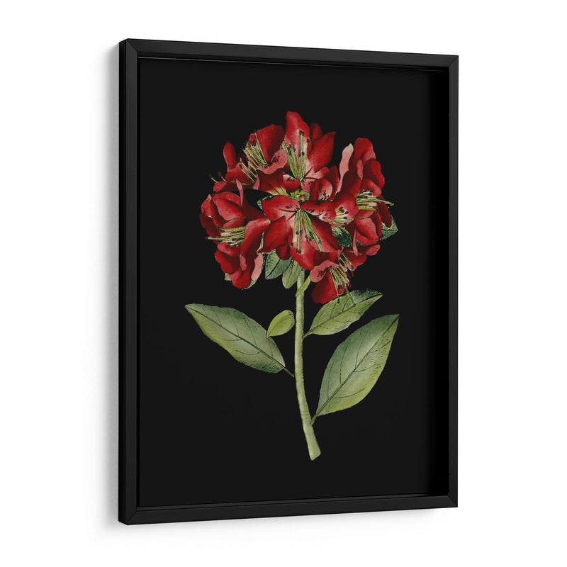 Flores Carmesí En Negro I | Cuadro decorativo de Canvas Lab