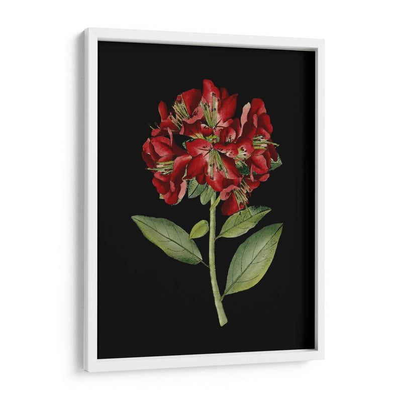 Flores Carmesí En Negro I | Cuadro decorativo de Canvas Lab