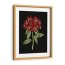 Flores Carmesí En Negro Ii | Cuadro decorativo de Canvas Lab