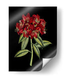 Flores Carmesí En Negro Ii | Cuadro decorativo de Canvas Lab